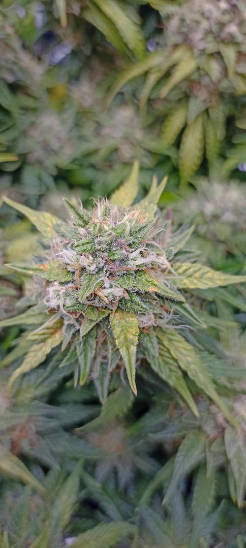 Gorilla Cookies Fast Buds. First grow... Week 11