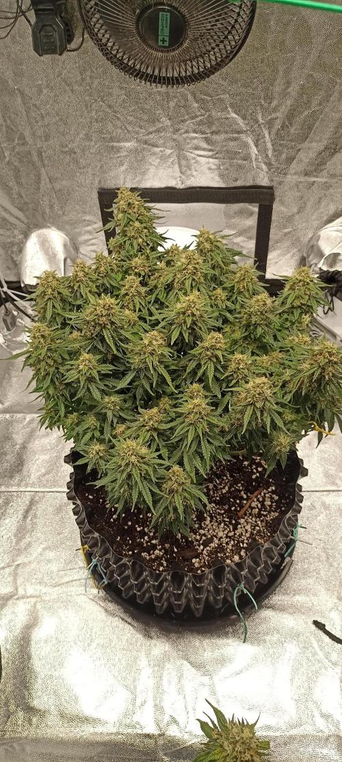 Gorilla Cookies Fast Buds. First grow... Week 11