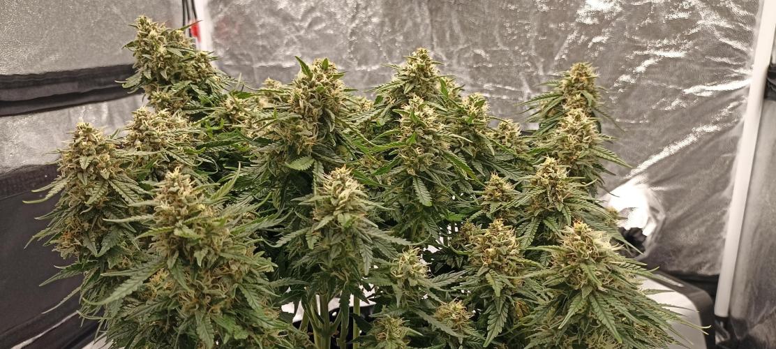 Gorilla Cookies Fast Buds. First grow... Week 11