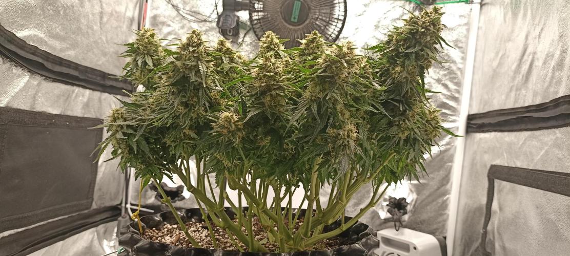 Gorilla Cookies Auto. Week 11