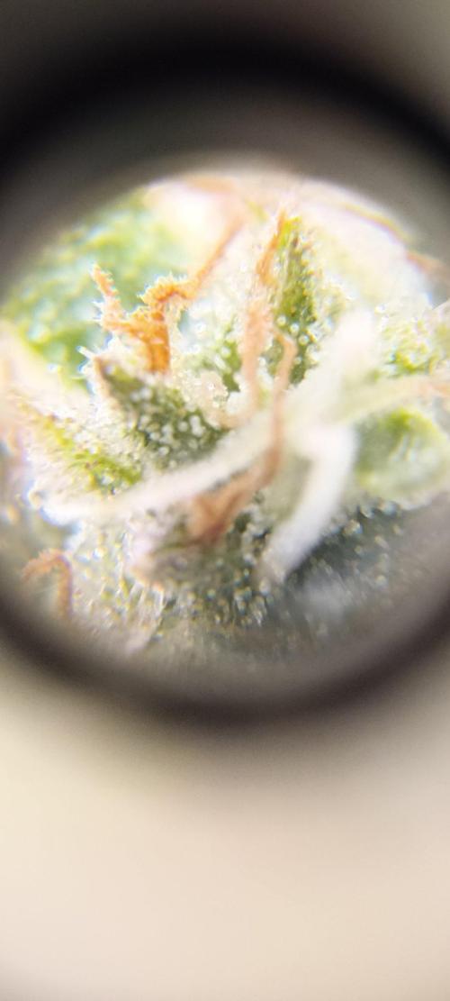 Gorilla Cookies Fast Buds. First grow... Week 12