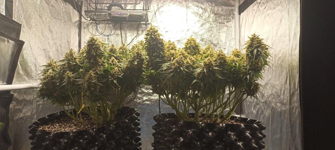 Gorilla Cookies Fast Buds. First grow... Week 12