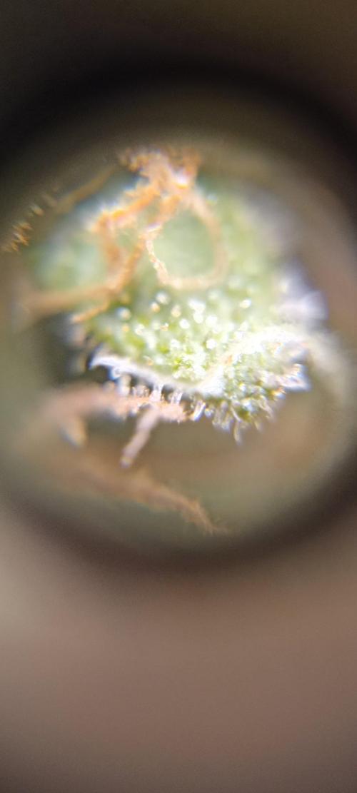 Gorilla Cookies Fast Buds. First grow... Week 12