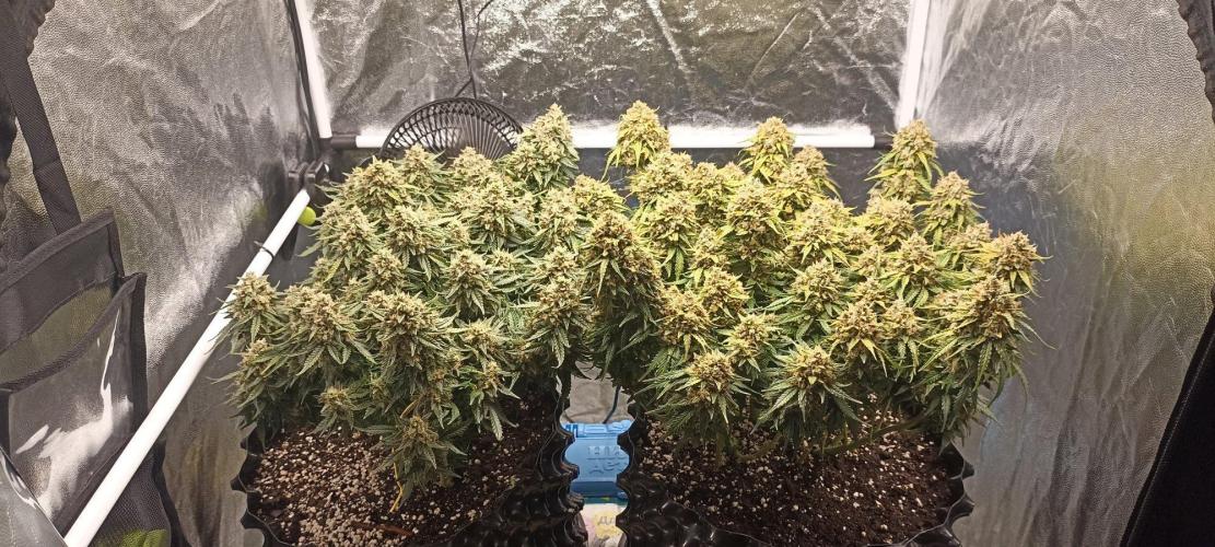 Gorilla Cookies Fast Buds. First grow... Week 12