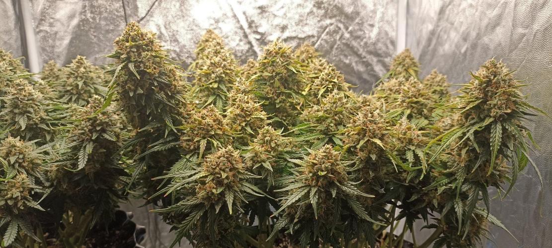 Gorilla Cookies Fast Buds. First grow... Week 12