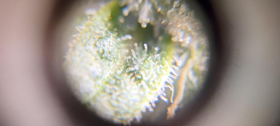 Gorilla Cookies Fast Buds. First grow... Week 13