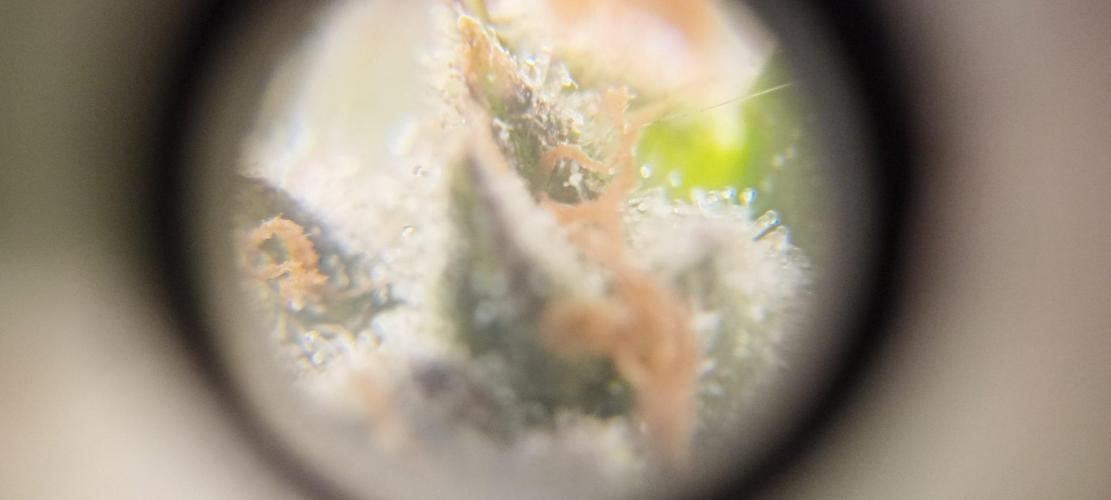 Gorilla Cookies Fast Buds. First grow... Week 13