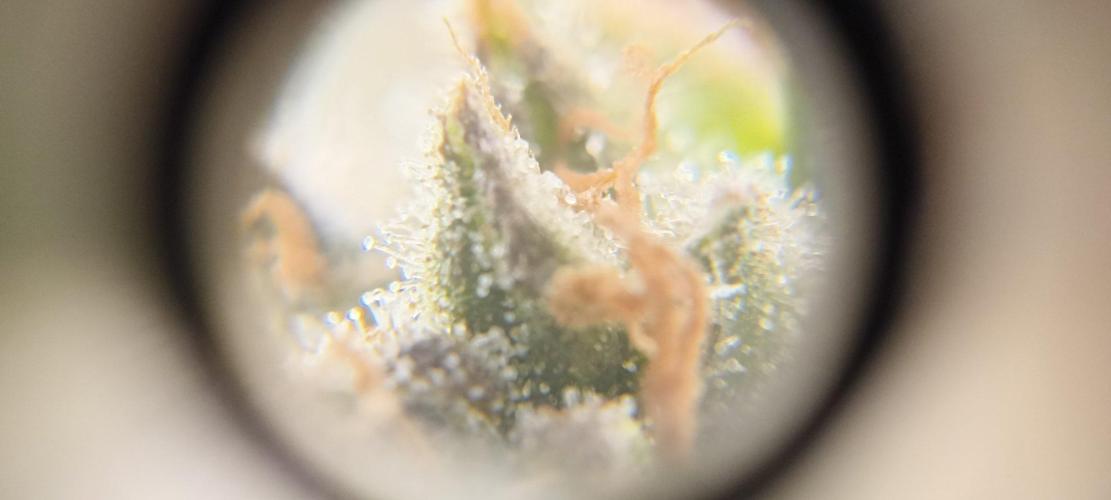 Gorilla Cookies Fast Buds. First grow... Week 13