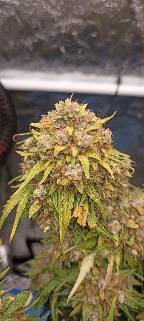 Gorilla Cookies Fast Buds. First grow... Week 13