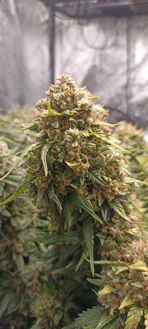 Gorilla Cookies Fast Buds. First grow... Week 13