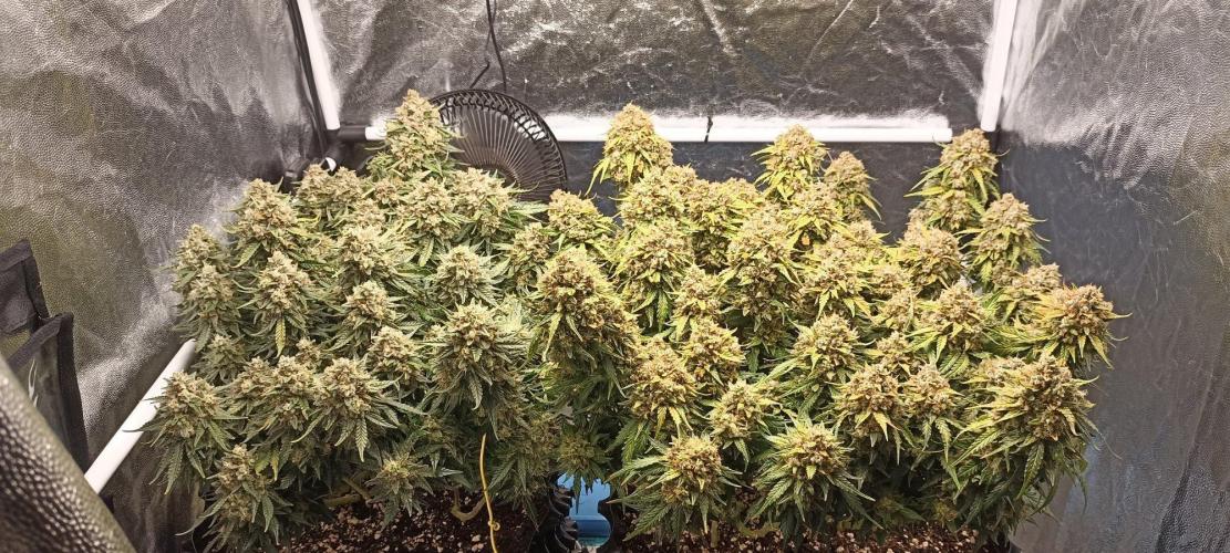 Gorilla Cookies Fast Buds. First grow... Week 13