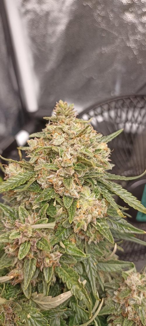 Gorilla Cookies Fast Buds. First grow... Week 13