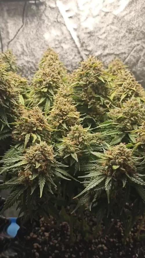 Gorilla Cookies Fast Buds. First grow..