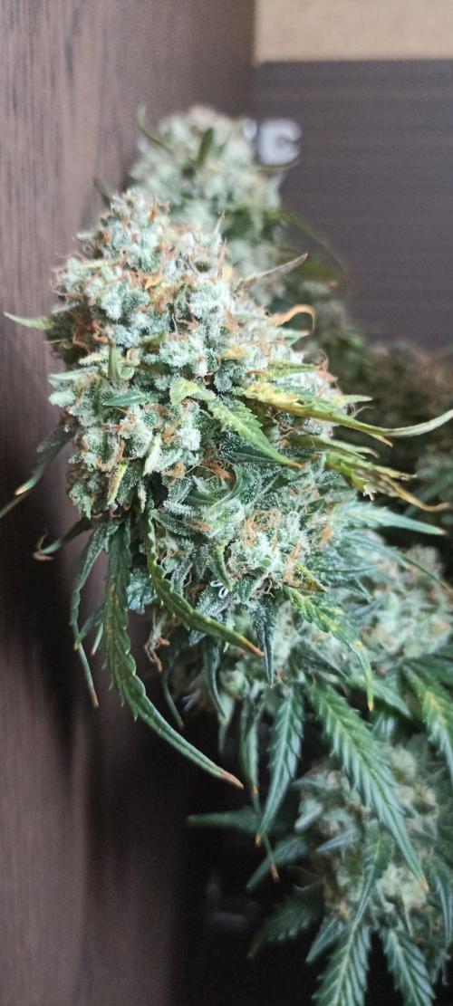 Gorilla Cookies Fast Buds. First grow... Week 14