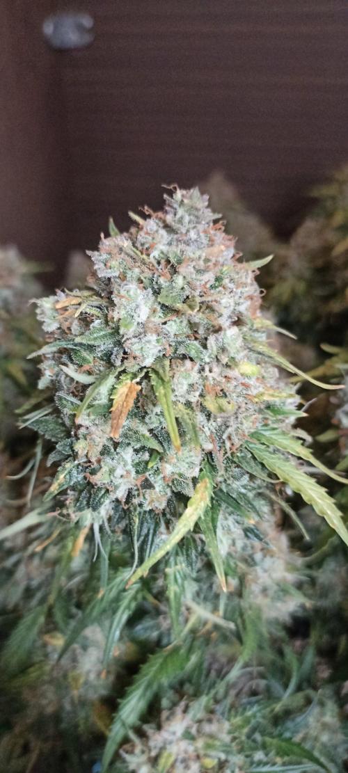 Gorilla Cookies Fast Buds. First grow... Week 14