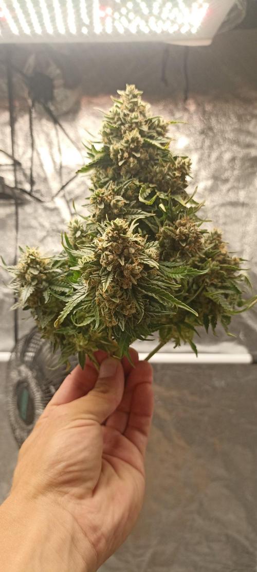 Gorilla Cookies Fast Buds. First grow... Week 14 - The Biggest Head