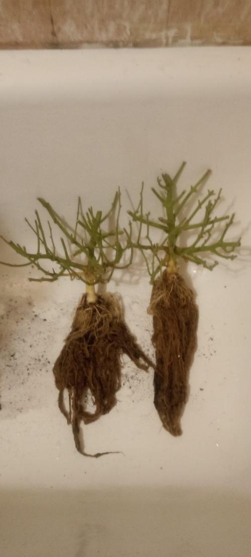 Gorilla Cookies Fast Buds. First grow... Week 14