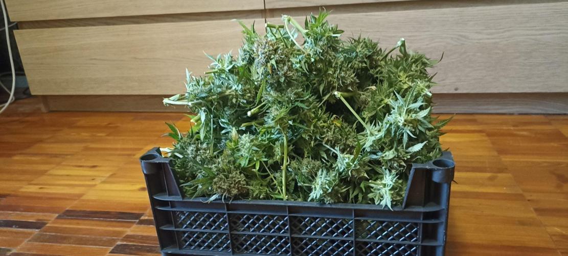 Gorilla Cookies Fast Buds. First grow... Week 14