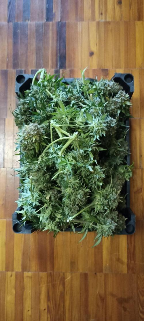 Gorilla Cookies Fast Buds. First grow... Week 14