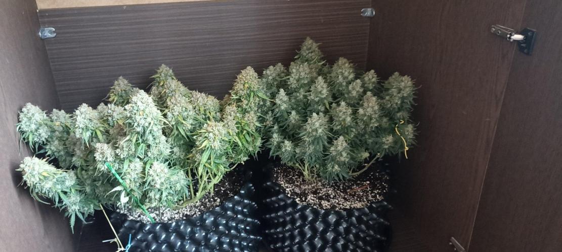 Gorilla Cookies Fast Buds. First grow... Week 14
