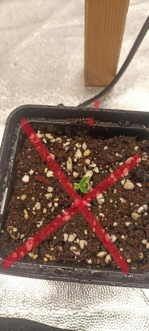 🌱 GrowReport #2 | Frostbanger & Friends. Week 0 - 3/08/2026