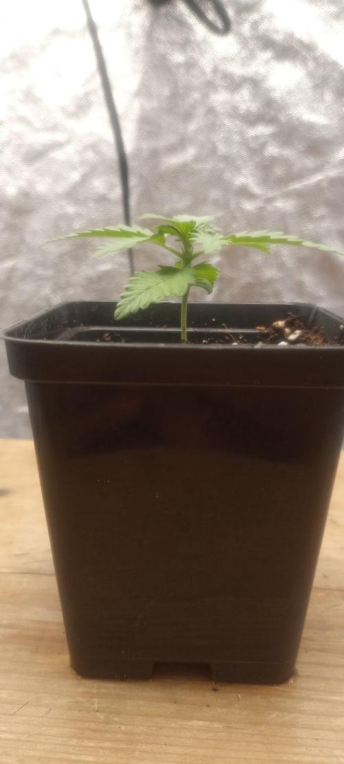 🌱 GrowReport #2 | Frostbanger & Friends. Week 0 - 17.08.2026