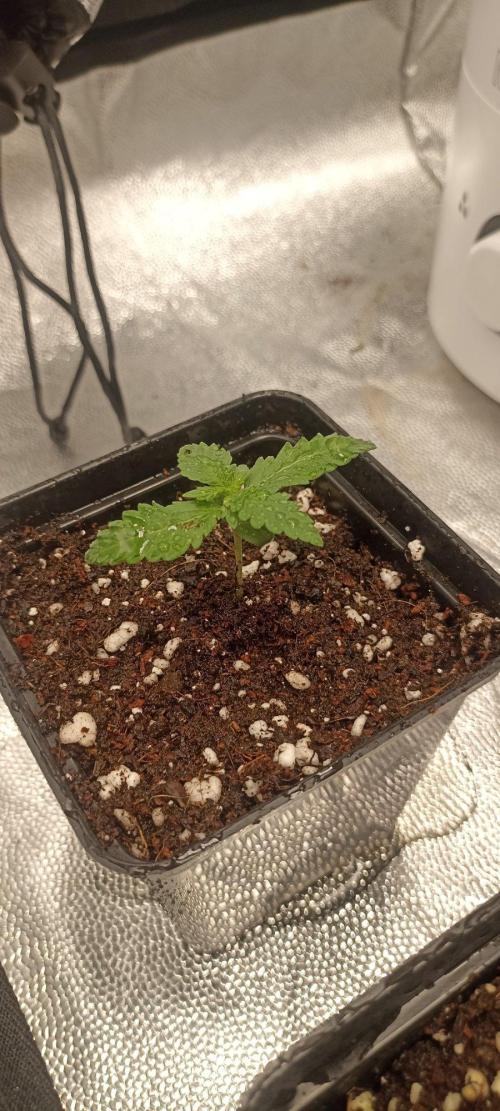 🌱 GrowReport #2 | Frostbanger & Friends. Week 0