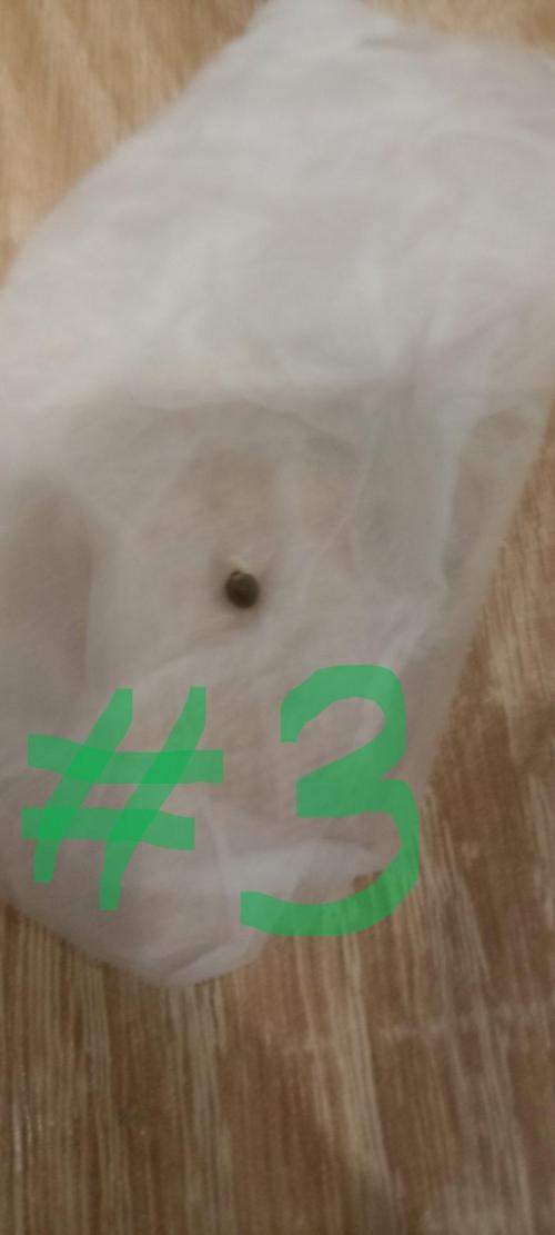 🌱 GrowReport #2 | Frostbanger & Friends. Week 0 - 17.08.2026