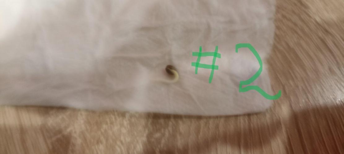 🌱 GrowReport #2 | Frostbanger & Friends. Week 0 - 17.08.2026