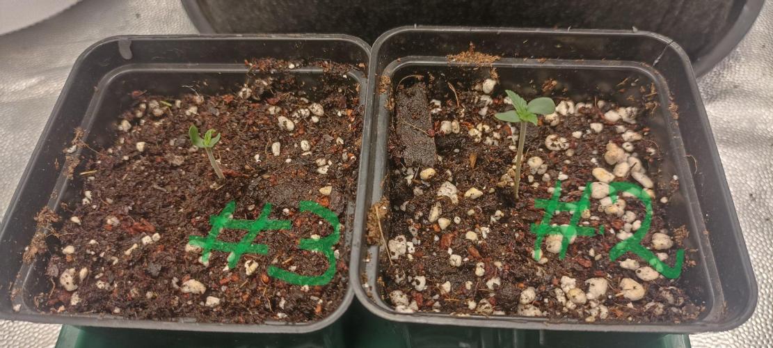 🌱 GrowReport #2 | Frostbanger & Friends. Week 0 - 17.08.2026