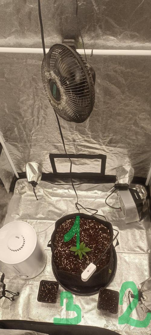 🌱 GrowReport #2 | Frostbanger & Friends. Week 0 - 17.08.2026
