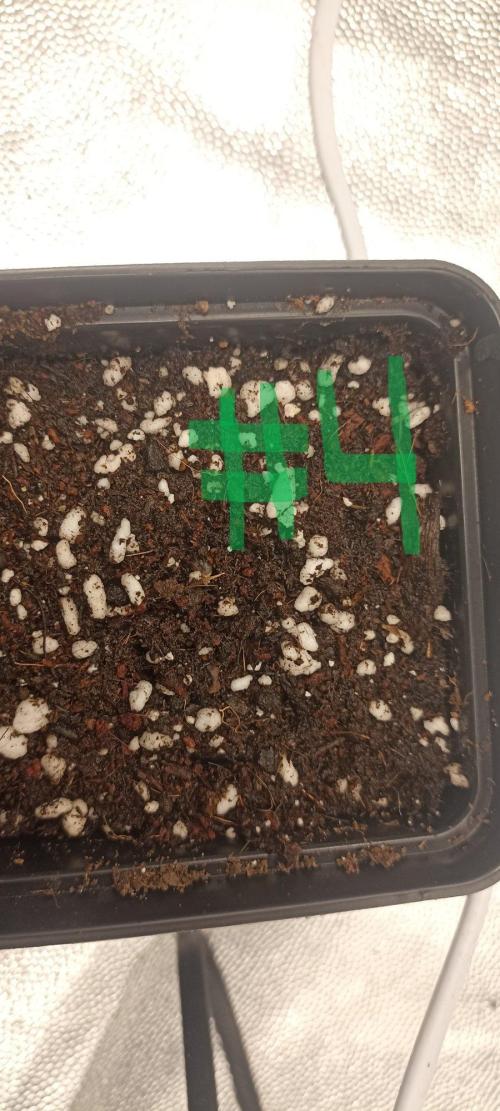 🌱 GrowReport #2 | Frostbanger & Friends. Week 0 - 19.08.2026