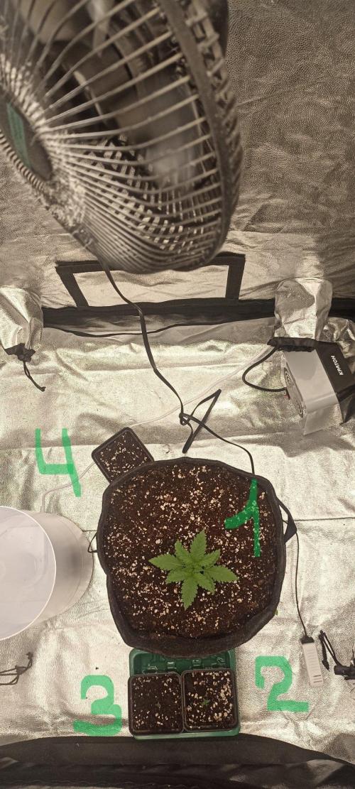 🌱 GrowReport #2 | Frostbanger & Friends. Week 0 - 19.08.2026