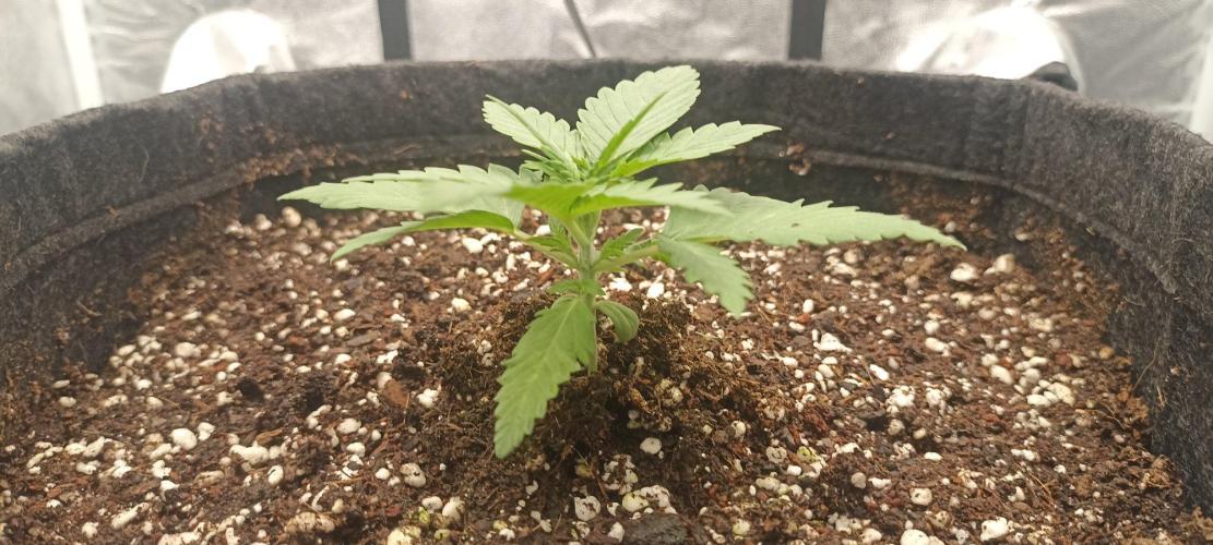 🌱 GrowReport #2 | Frostbanger & Friends. Week 1