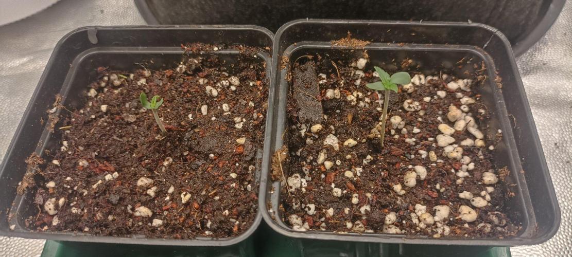 🌱 GrowReport #2 | Frostbanger & Friends. Week 1 - #2 - Right
#3 - Left