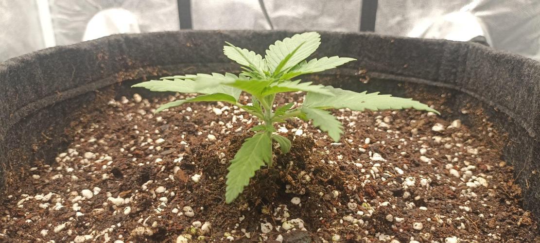 🌱 GrowReport #2 | Frostbanger & Friends. Week 1