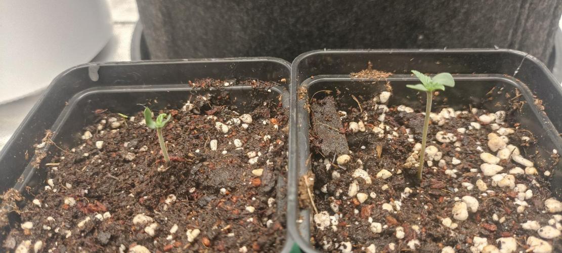 🌱 GrowReport #2 | Frostbanger & Friends. Week 1 - #2 - Right
#3 - Left