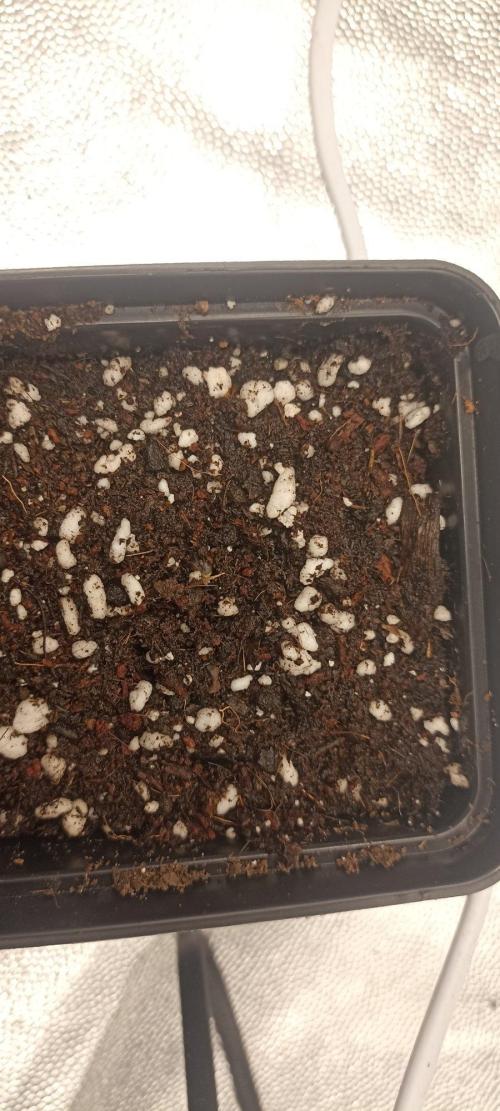 🌱 GrowReport #2 | Frostbanger & Friends. Week 1 - #4 showed a root, and was sent into 0.5 l pot