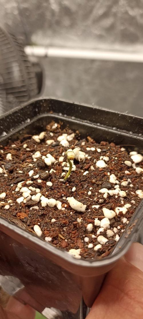 🌱 GrowReport #2 | Frostbanger & Friends. Week 2 - Семечко #4 взошло успешно