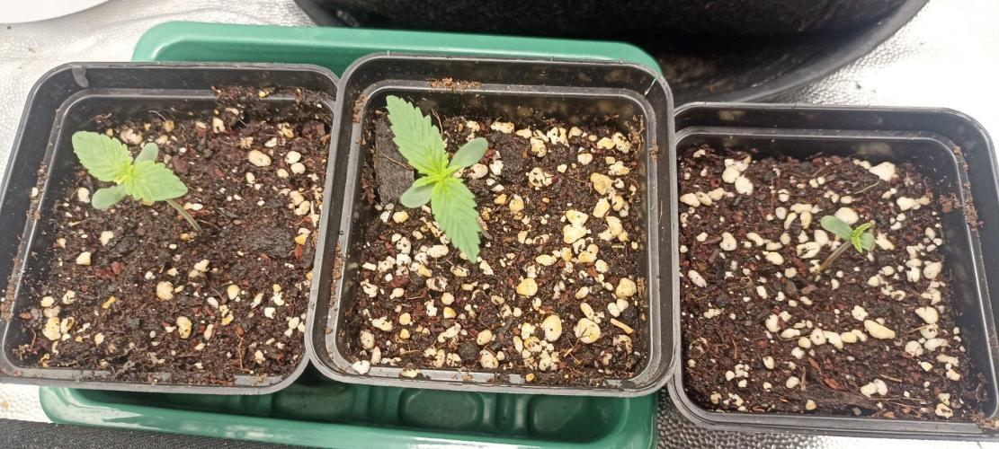 🌱 GrowReport #2 | Frostbanger & Friends. Week 2