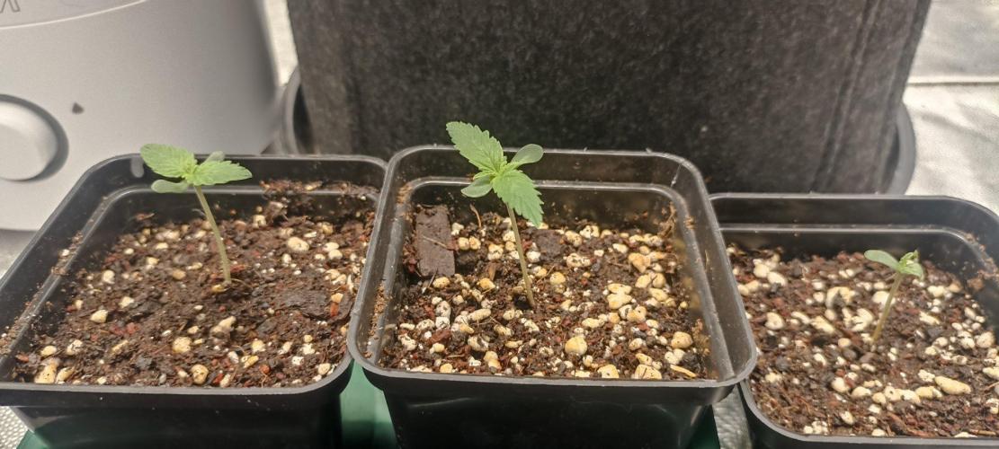 🌱 GrowReport #2 | Frostbanger & Friends. Week 2