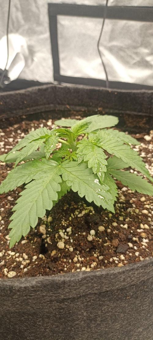 🌱 GrowReport #2 | Frostbanger & Friends. Week 2 - #1 right before FIM