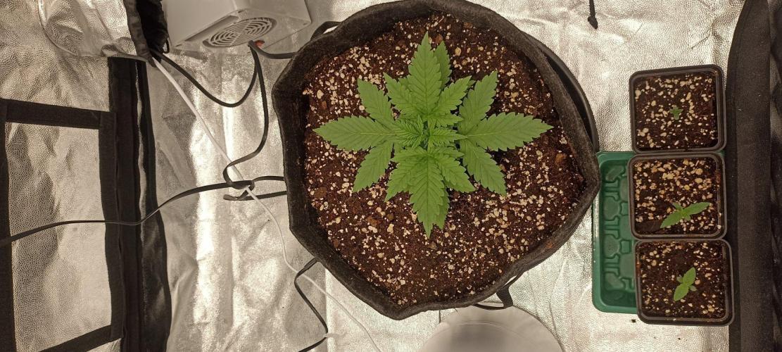 🌱 GrowReport #2 | Frostbanger & Friends. Week 2 - #1 right before FIM