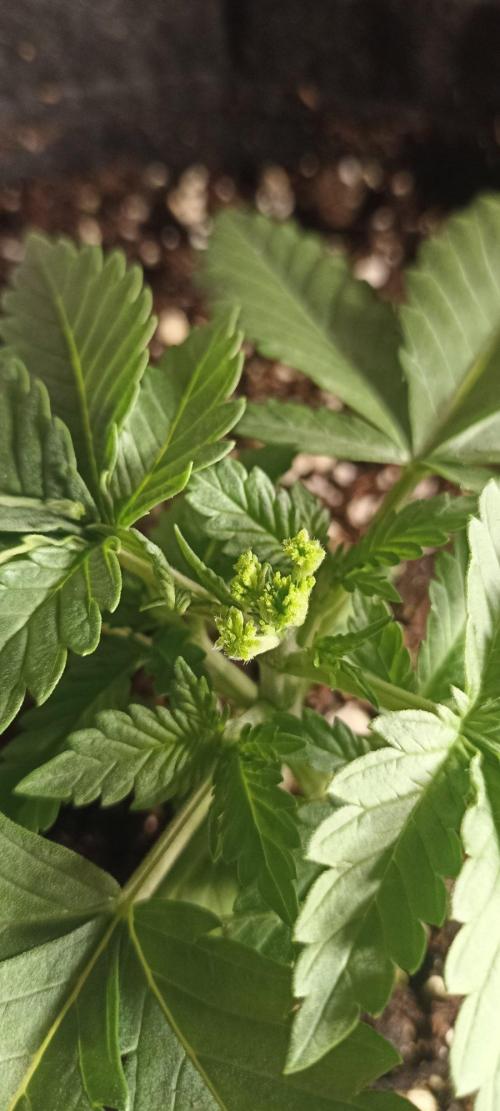 🌱 GrowReport #2 | Frostbanger & Friends. Week 2 - FIM