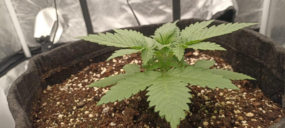 🌱 GrowReport #2 | Frostbanger & Friends. Week 2 - #1 right before FIM