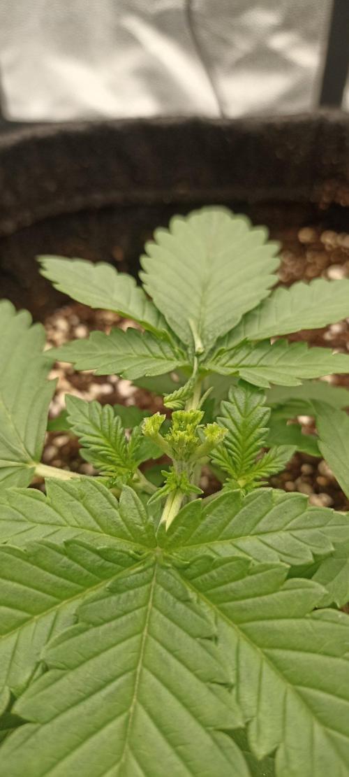 🌱 GrowReport #2 | Frostbanger & Friends. Week 2