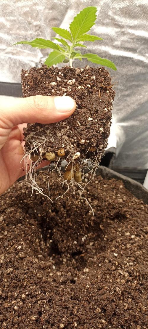 🌱 GrowReport #2 | Frostbanger & Friends. Week 3 - Roots #2