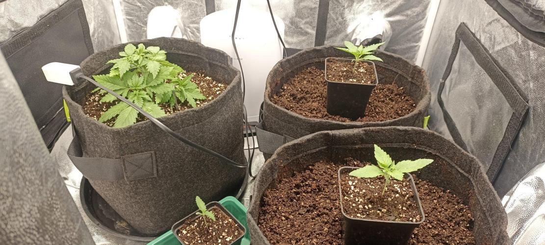 🌱 GrowReport #2 | Frostbanger & Friends. Week 3 - Reaady for transplantation