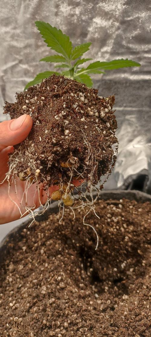 🌱 GrowReport #2 | Frostbanger & Friends. Week 3 - Roots #2