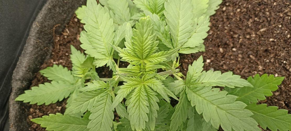 🌱 GrowReport #2 | Frostbanger & Friends. Week 3 - #1 Side collas topped 